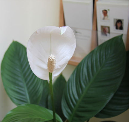 Green Your Space for Spring: Part I