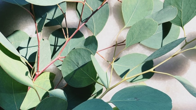 Green Your Space for Spring: Part II