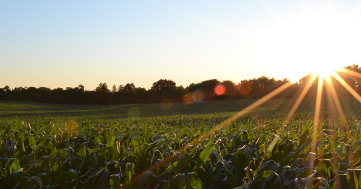Why Vitamin D is So Important to Our Health